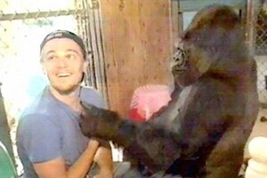 TV-Prod-Koko-Gorilla-Birthday.thumb.jpg.ac653aa1dfb4d27b88873012312ce016.jpg