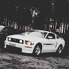 White_Mustang